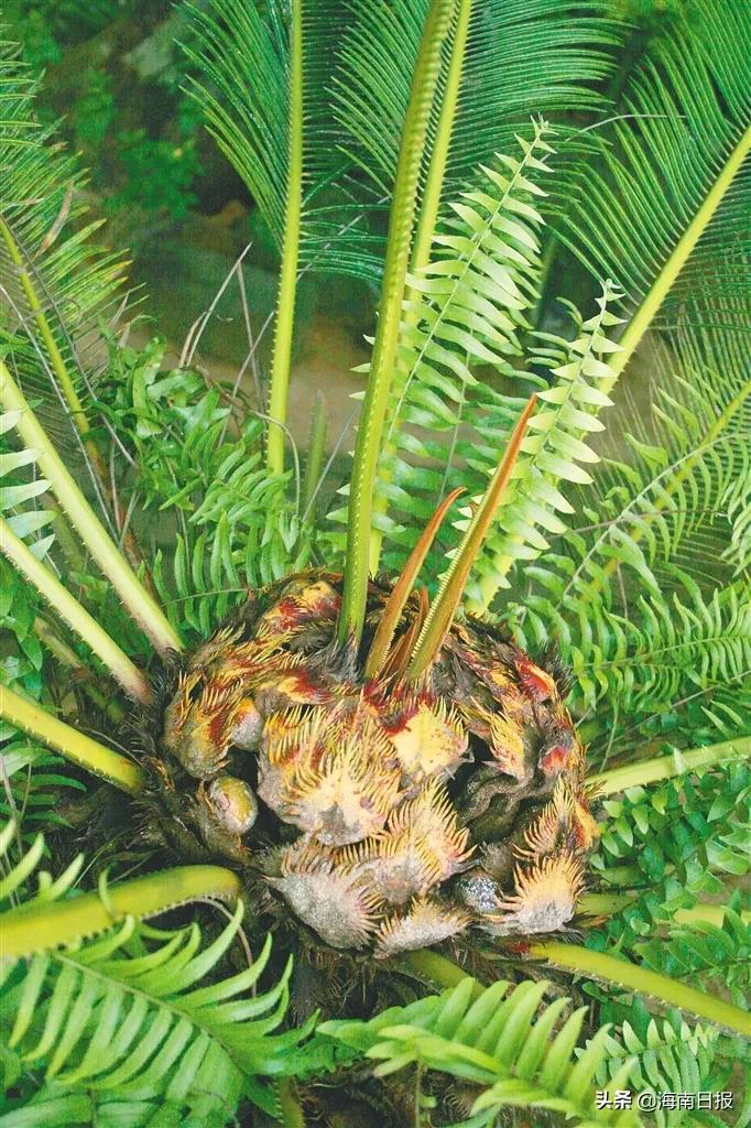 它是名符其實的海南“老鐵”，堪稱“植物界的活化石”