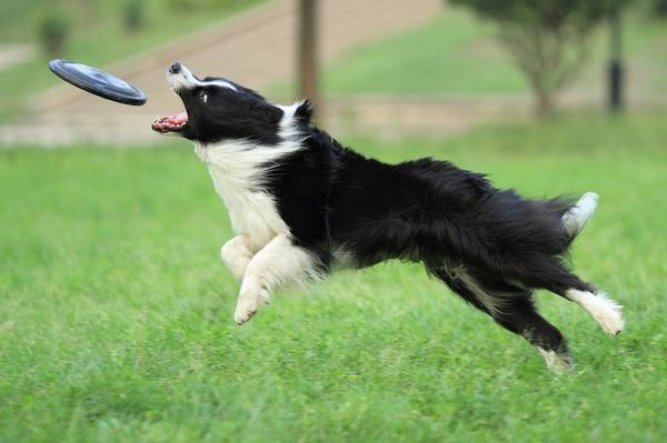 Akc第4組 畜牧犬組代表犬種 邊牧 德牧和古代英國牧羊犬 肖哥遛狗 Mdeditor