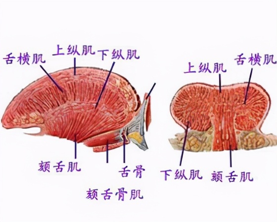 咬舌自盡是真的嗎？如果是真的，舌頭上能致命的因素是什麽？