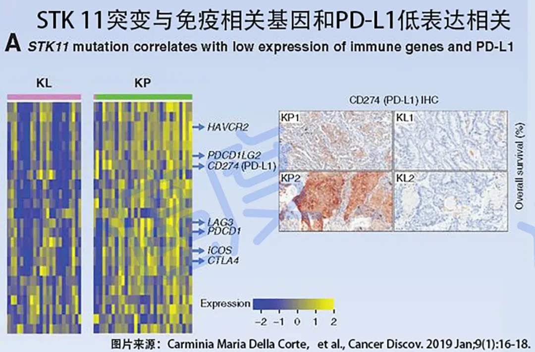 肺癌存在STK11基因突变，就不能用免疫治疗了吗？