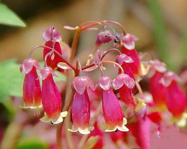 长寿花品种分类介绍 附图 资讯咖 长寿花品种分类介绍 附图 资讯咖