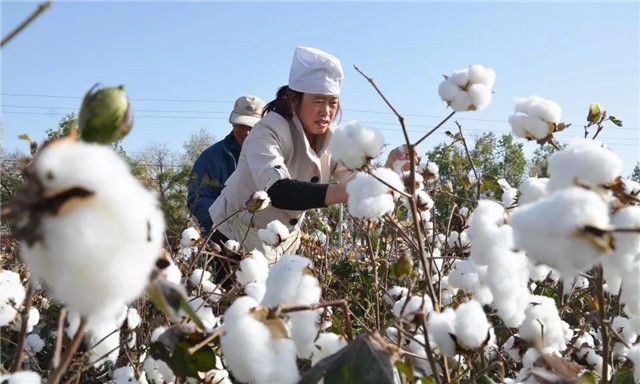 美国亚马逊要下架全部中国棉制品？为何中国电商们如此淡定