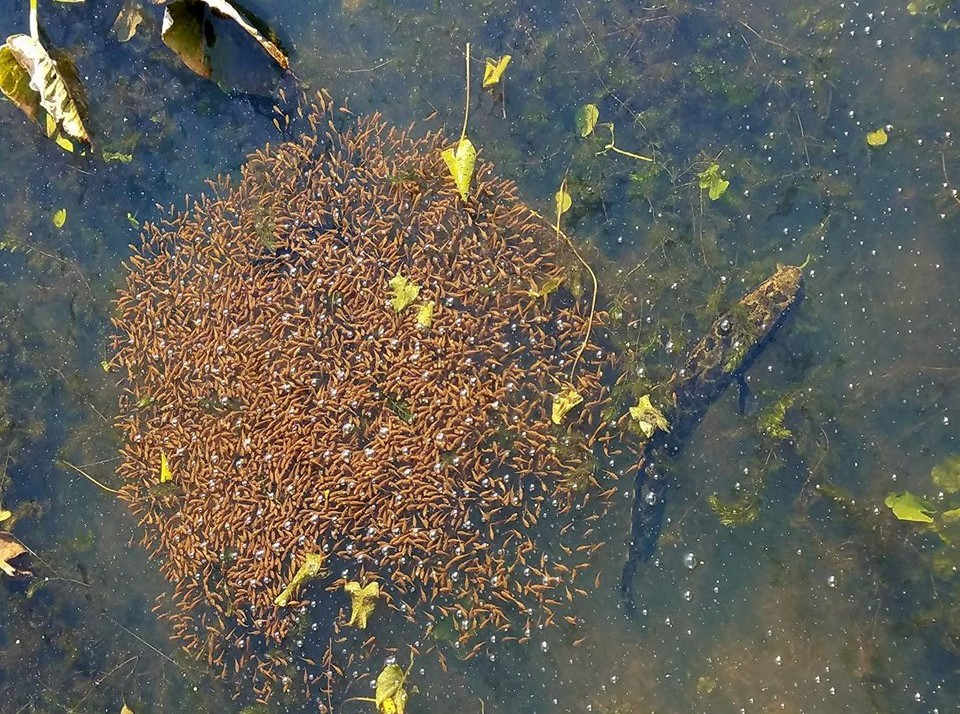 有些人认为,黑鱼产卵后视力会严重下降,看不见猎物,此时一部分幼鱼