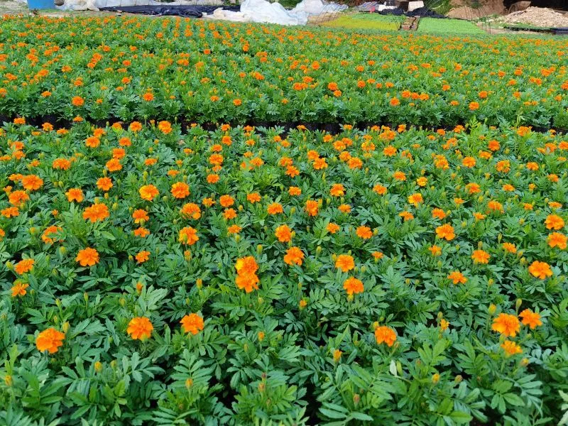 鼓浪屿花景惊艳“上新”,华丽蜕变春日绽放