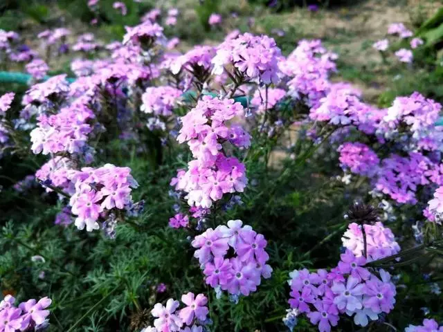 每日正能量—善良，是一朵开在心灵上的花