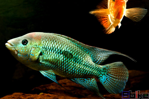 蓝霸王慈鲷蓝霸王慈鲷:成鱼体型硕大,性格凶猛好斗,是南美慈鲷中为数