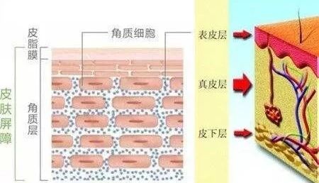 浅谈保湿类护肤品明星成分—透明质酸