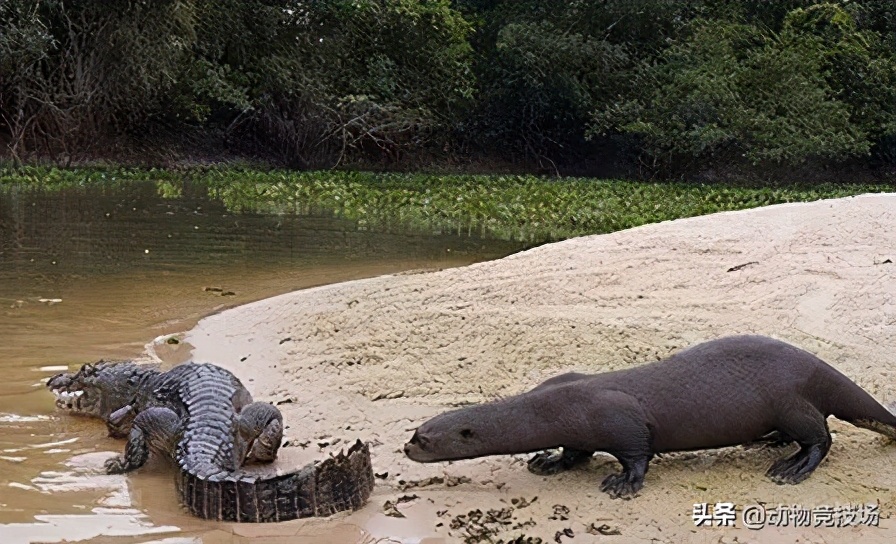 Piranhas are snacks, crocodiles are feasts, and the "wolves in the river" of the Amazon River-giant otters - iNEWS