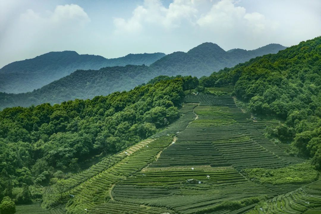 什么茶好买？东家为你揭秘九大核心产区优质春茶