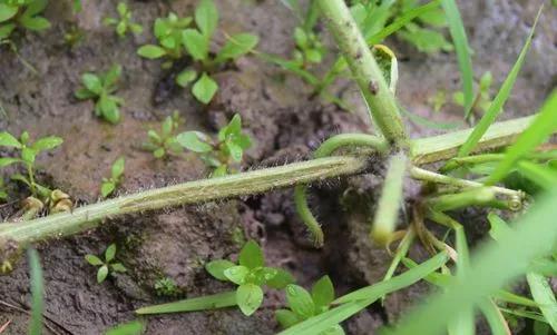 蔬菜生产常见问题及解决办法手册，看到就是赚