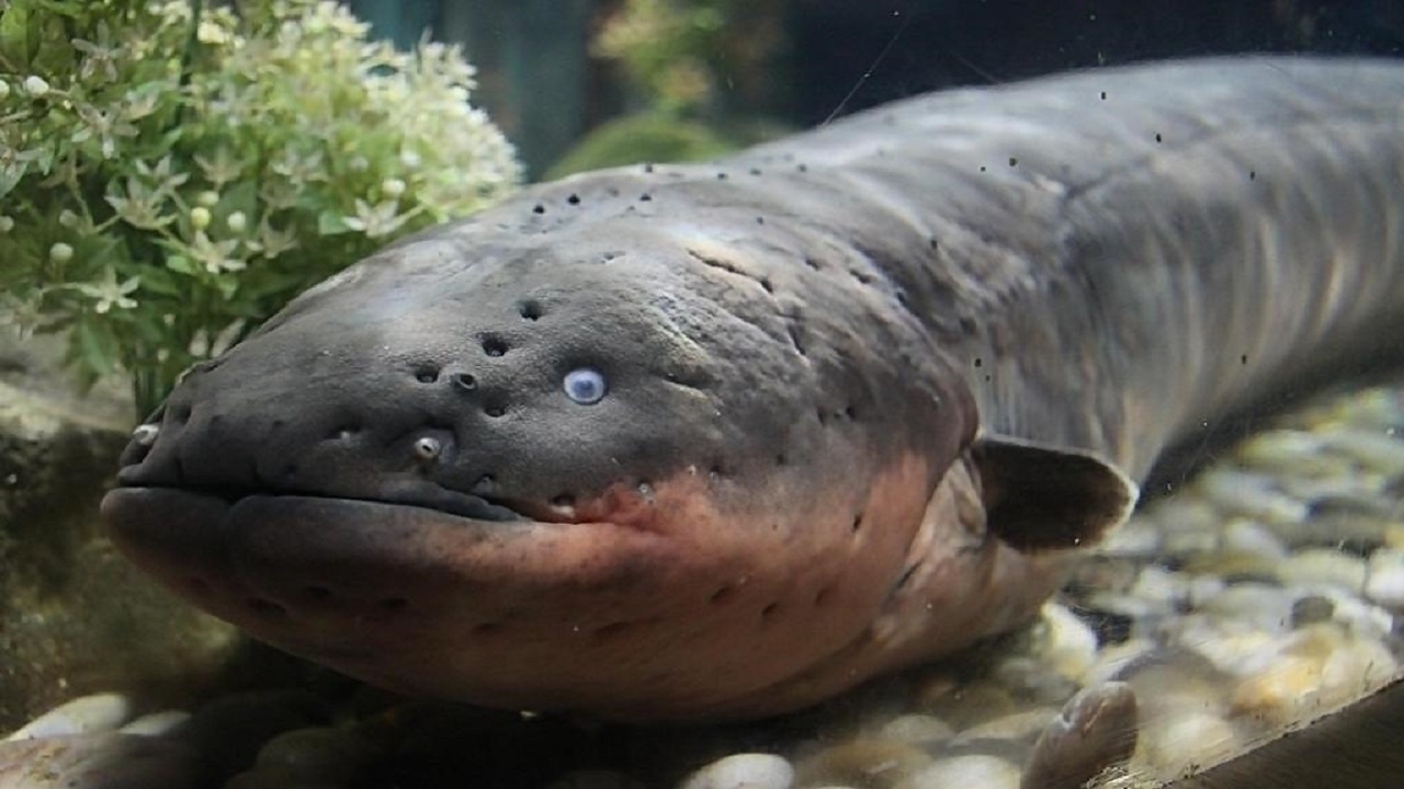 Why can electric eels emit 860 volts?When a crocodile bites an electric