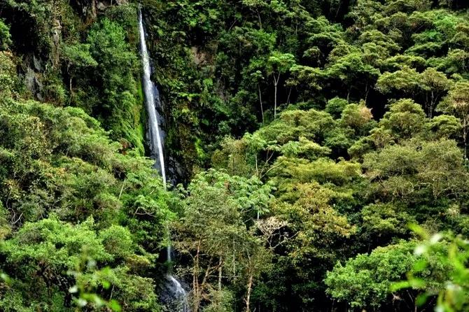 人類的禁區，動植物的天堂，亞馬遜雨林到底有多恐怖？