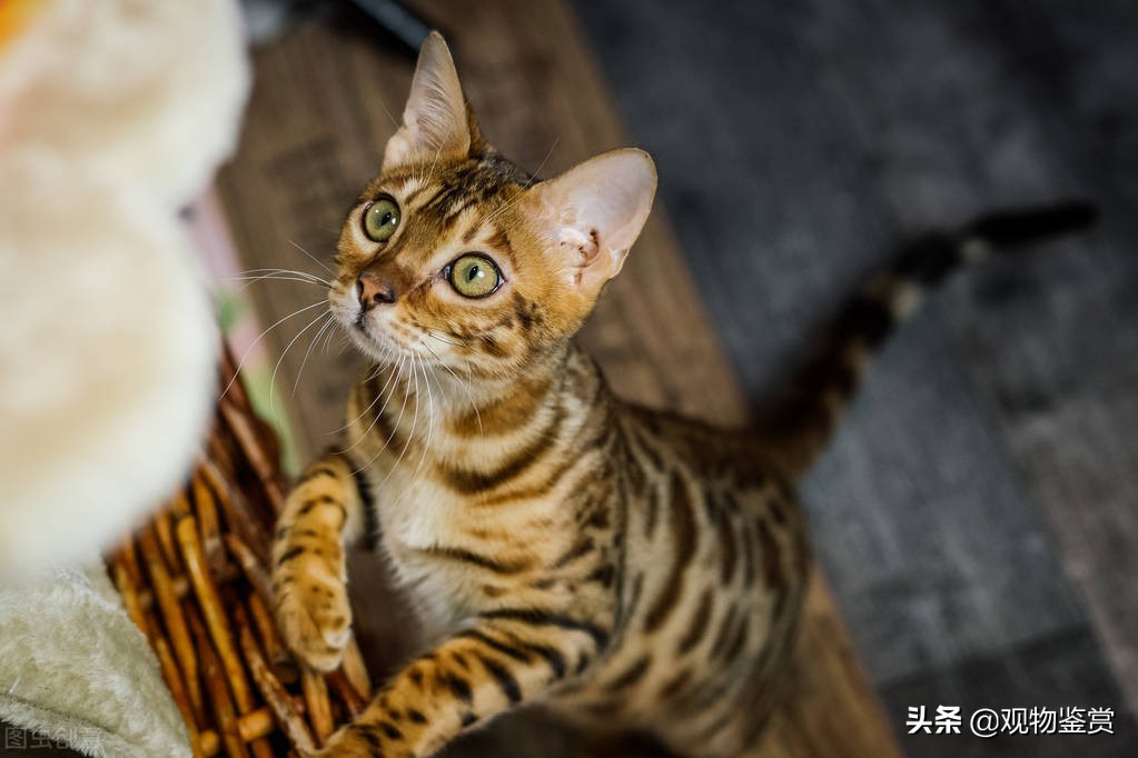 狸花猫和虎斑猫有很多相似之处 容易搞混 狸花猫和虎斑猫的区别 资讯咖