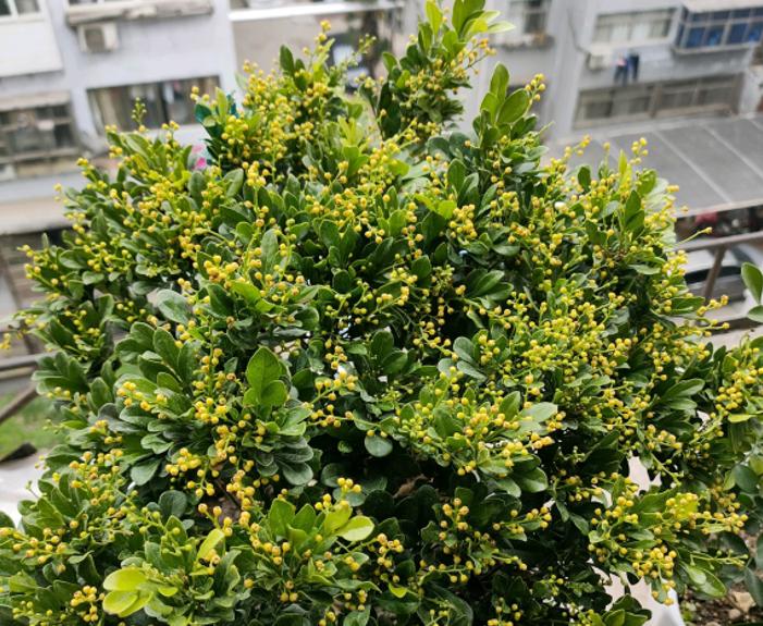 5 kinds of "beautiful flowers" are particularly afraid of cold