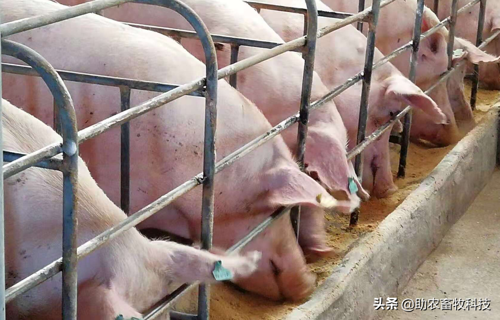 养母猪（销售仔猪）与自繁自养猪场极限降低饲料成本的有效途径