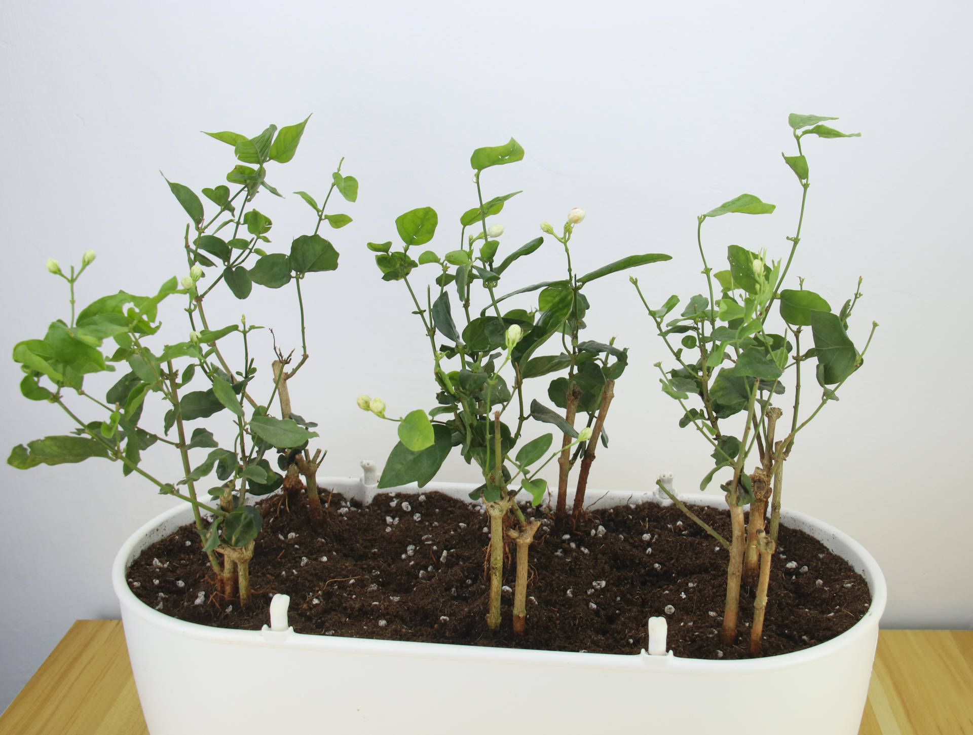 种植可以很简单，一米田智能种植伴侣，从今天起做个幸福的人