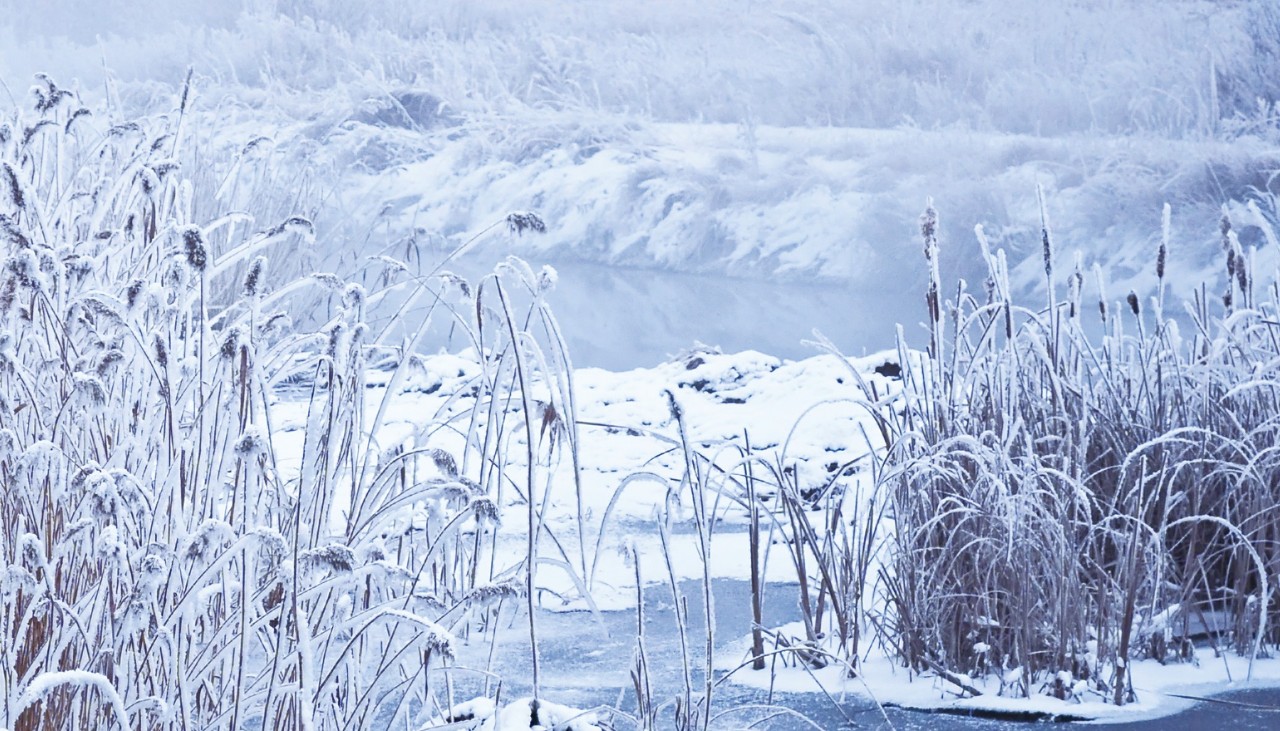 8首冬日诗词，写尽冬日之美：岁月寒凉，因你温暖-第6张图片-诗句网