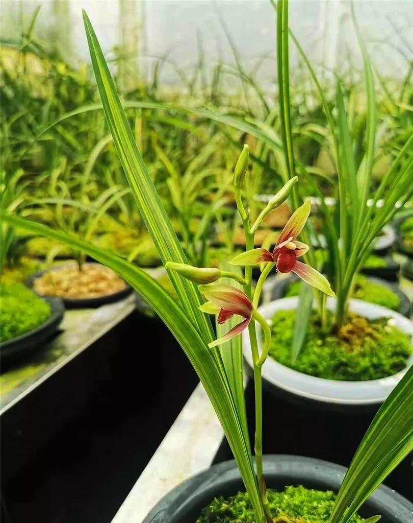價值八十萬一苗的藝草紅素 引領國蘭市場新方向 碧血荷影 Mdeditor