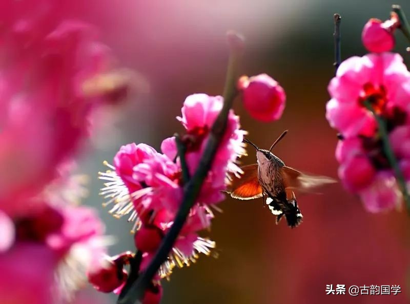 10首梅花诗词，傲雪迎风，美的令人心醉-第3张图片-非凡网