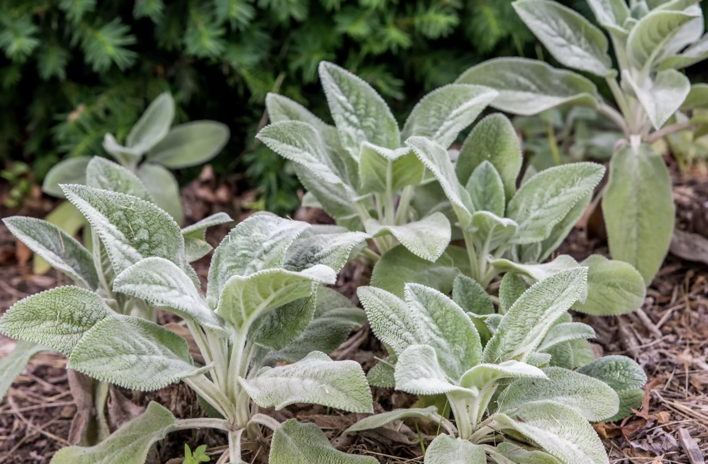 15種低矮的户外植物 容易打理 更能為花園增強整體的觀景效果 自然生活日誌 Mdeditor