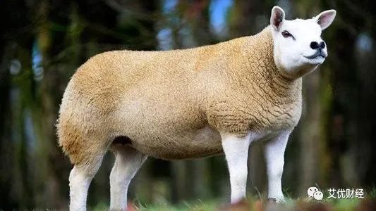顺丰王卫每人发888元红包，世界上最贵的羊，322万元