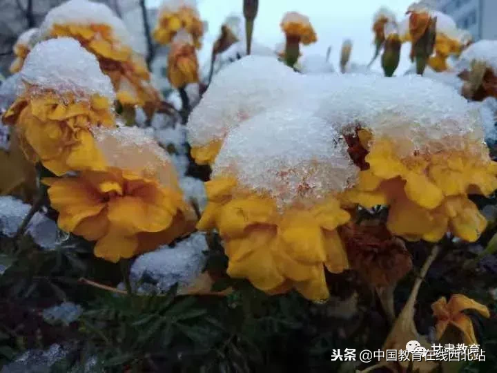 甘肃初雪|甘肃18所高校初学雪景大PK,快来看看有你的母校没?