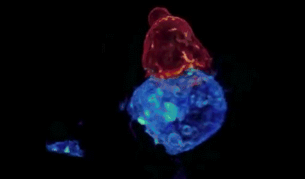 “冬眠”！偽裝！揭開癌細胞的神秘麵紗，消滅癌症從抑製自噬開始