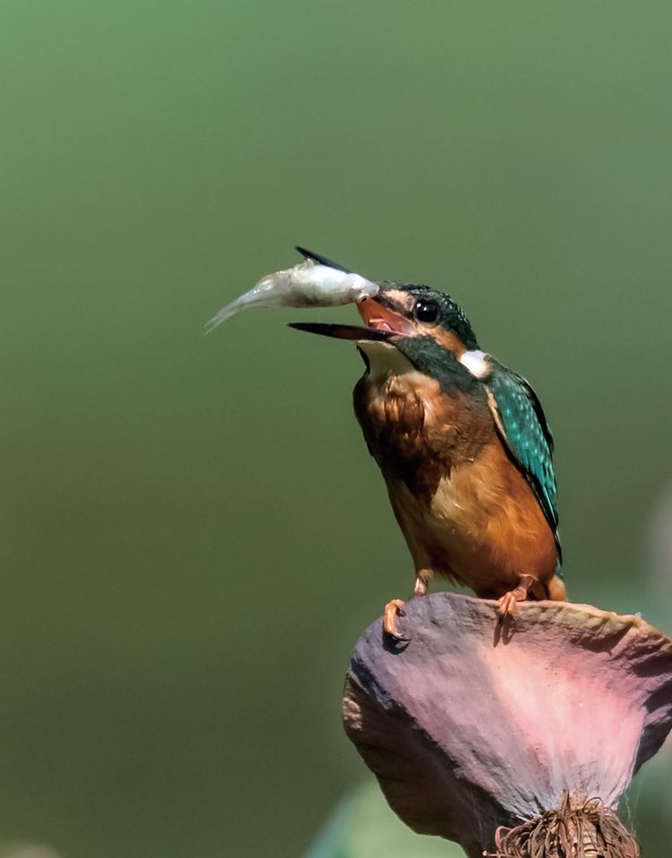 翠鳥捕魚，舌尖上的美食