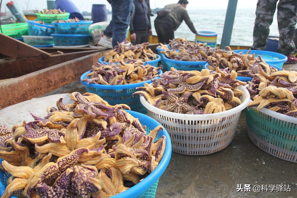 青島海星泛濫成災(zāi) 真能靠吃來解決？專家：危害遠(yuǎn)超你想象