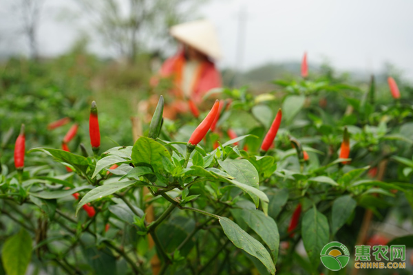 辣椒落花落果原因及防治措施