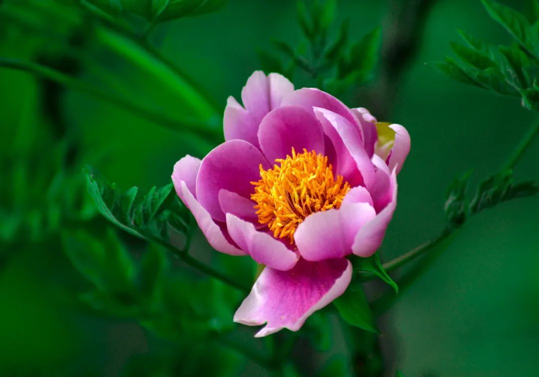 最美的花，开在唐诗宋词里，醉了整个春天-第13张图片-诗句网