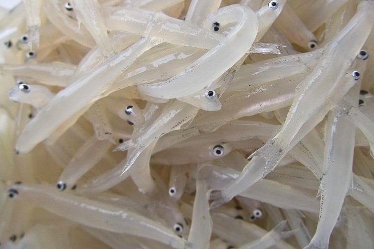 1984年,滇池中仅仅是银鱼一个品种就达到了3500吨的捕捞产量,堪称历年