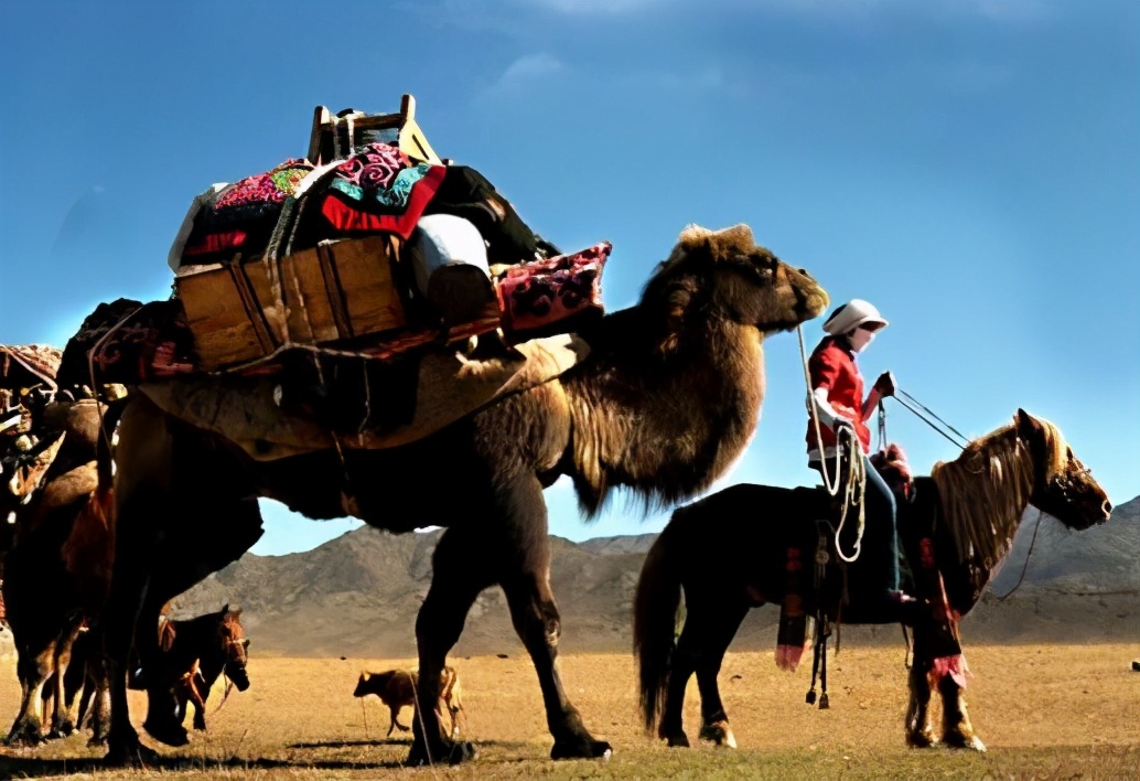 誰說“瘦死的駱駝比馬大”？這種馬比駱駝大多了！拉力堪比小貨車