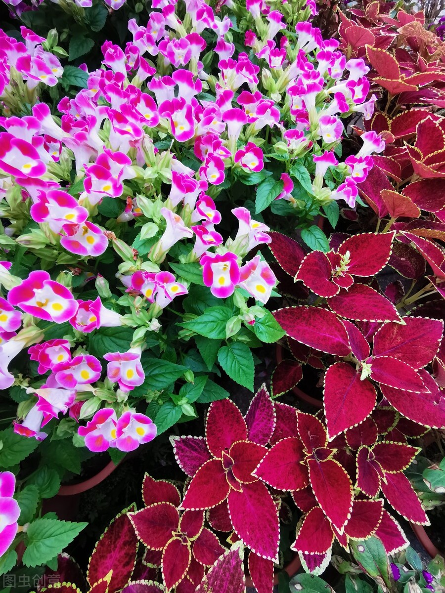 The powerful summer pansy flowers will not die in the summer, the more