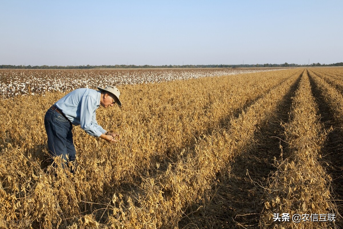 美国大豆创10年新高，我国进口增17%！听说美国大量进口中国商品