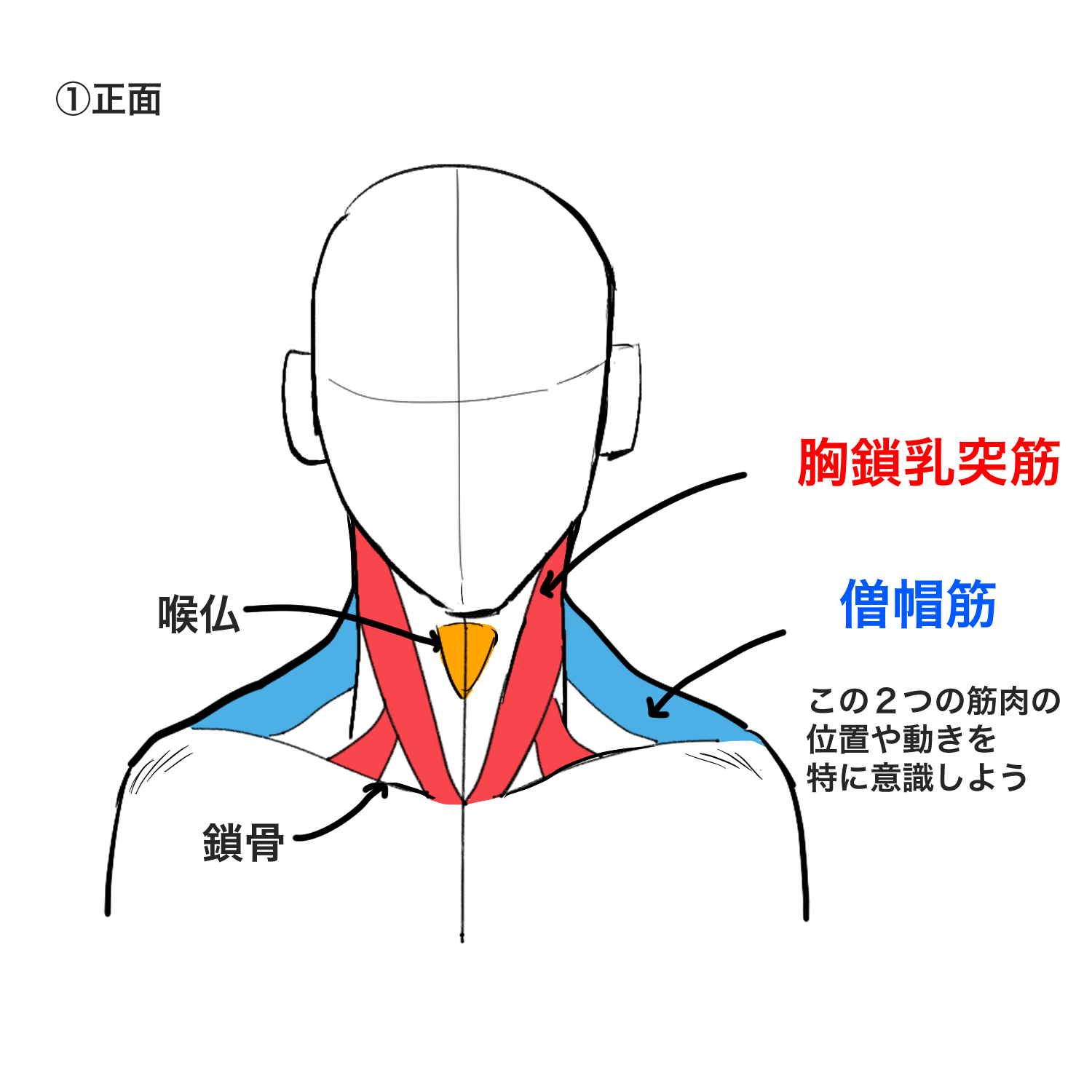 画的人物脖子和人头衔接不上 教你正确的头颈肩关系画法 灵猫课堂 新浪博客