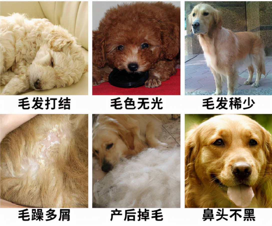 Lecithin granules can help you fix the "problems" of dogs iNEWS