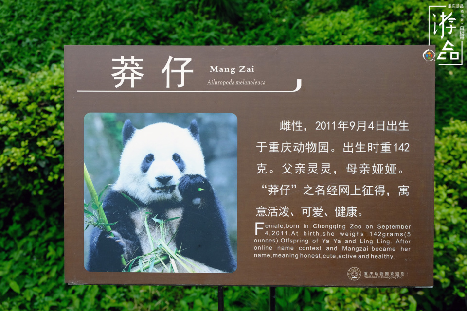 重庆旅行攻略：喝茶看熊猫，欣赏艺术还能吃蹄花汤，这完美的一天
