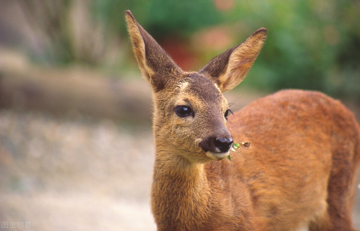 愛子如命 失子之痛 母熊奮不顧身的尋子之舉 實在令人感動 作家王天祥 Mdeditor