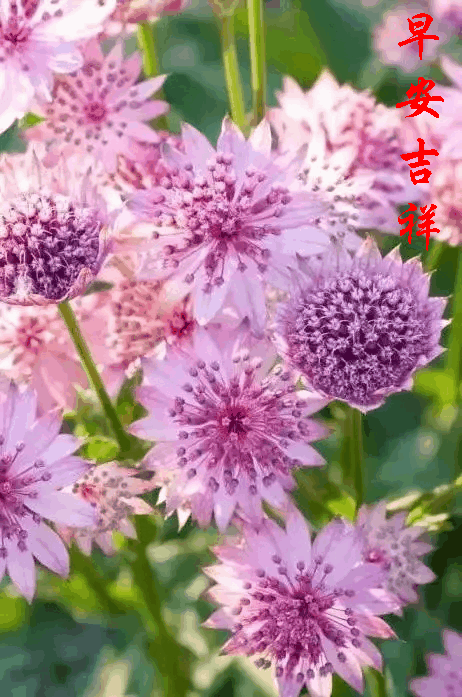 早上好动态图片带字和鲜花 早上好图片大全图片