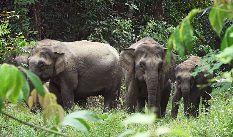 最強貓科的老虎 遇到大象會慫嗎 它會怎麼做 時空探索 Mdeditor