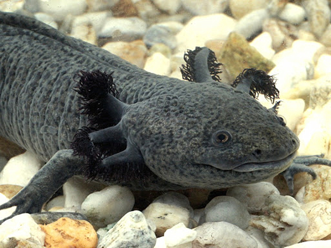 败给鲤鱼之前,六角恐龙是当地顶级掠食者,换个脑袋都能活