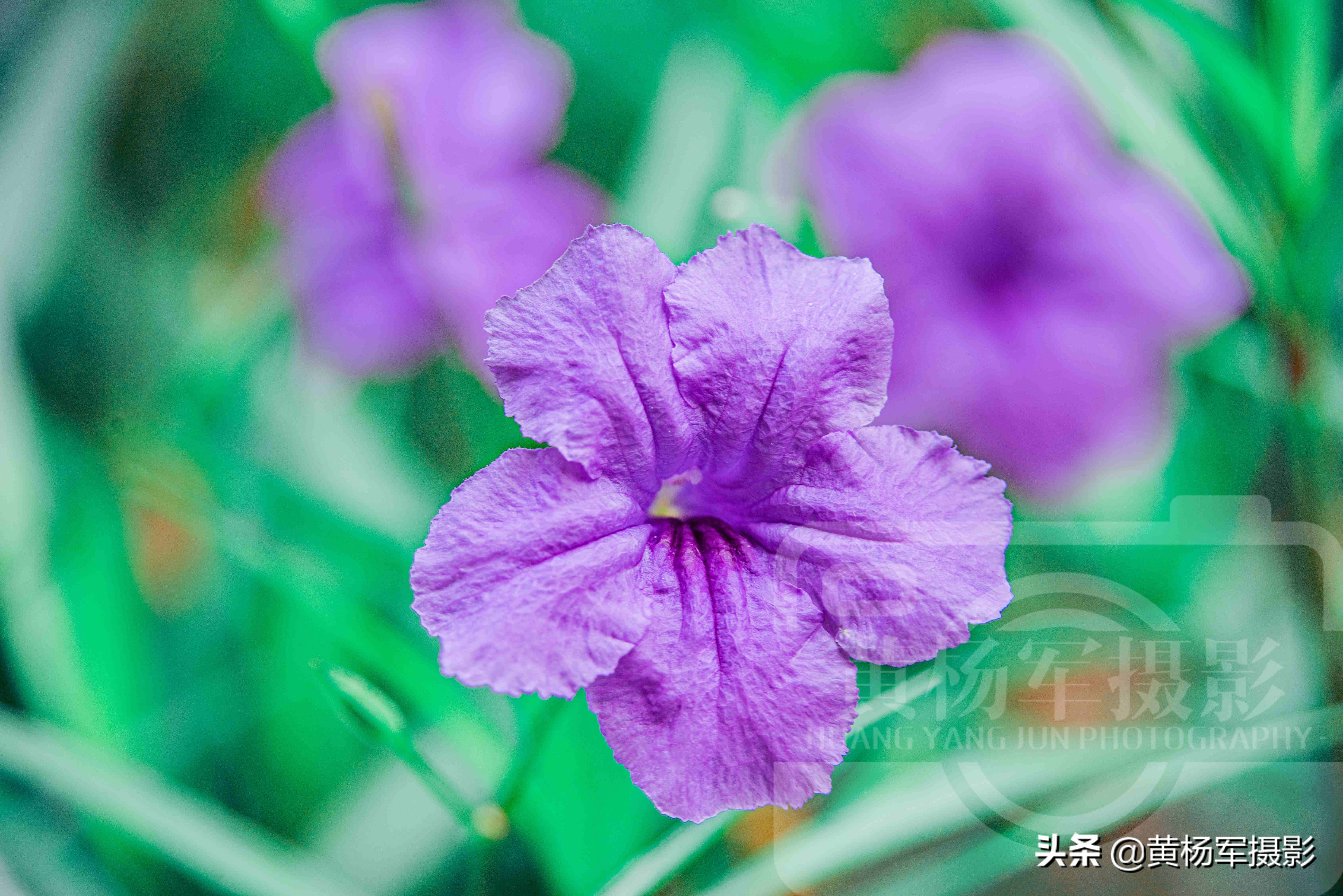 阳光下妩媚盛开的蓝花草 花姿娇美 绿叶中蓝紫色的花朵非常迷人 资讯咖