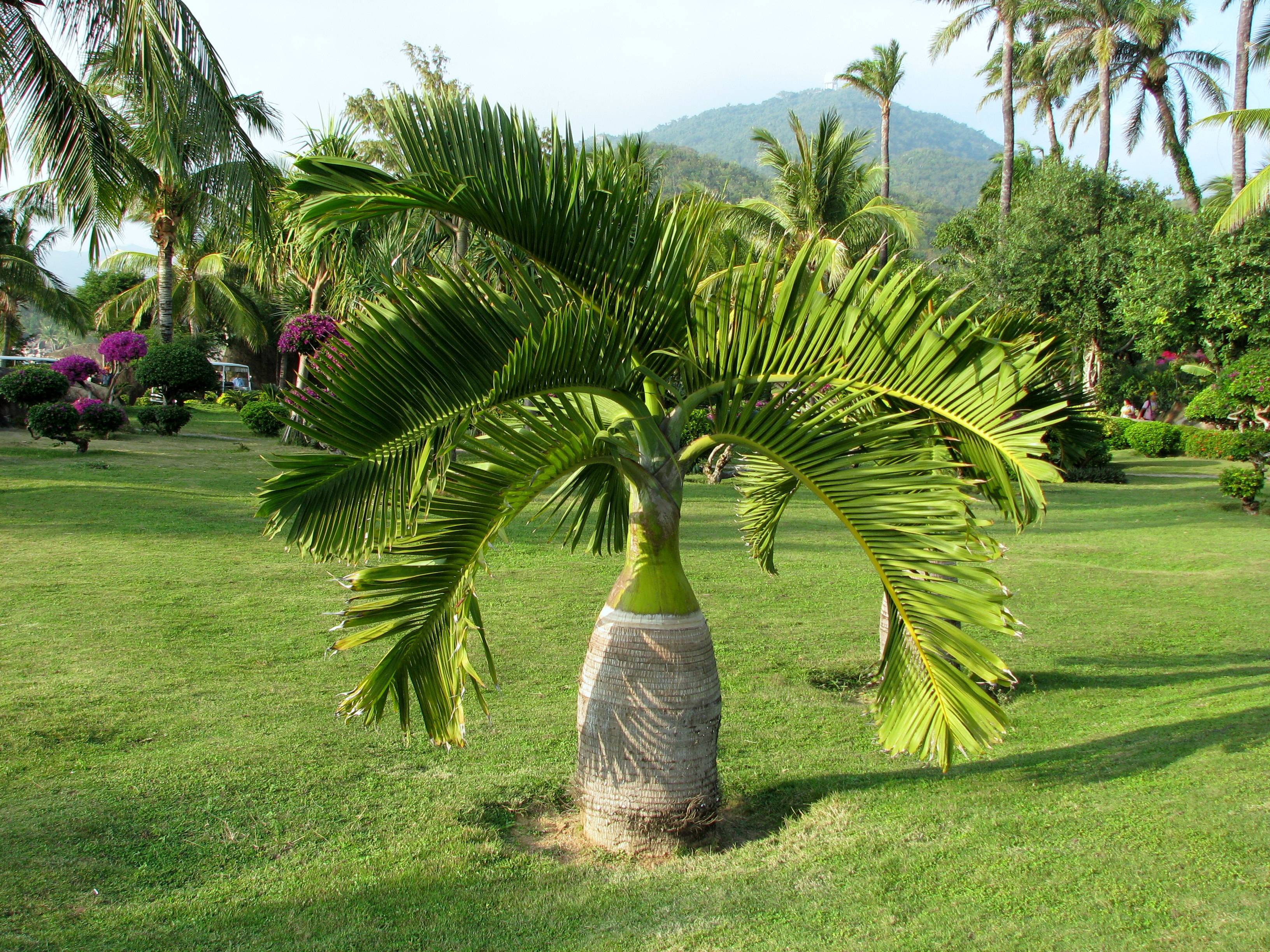棕榈树品种大全图片