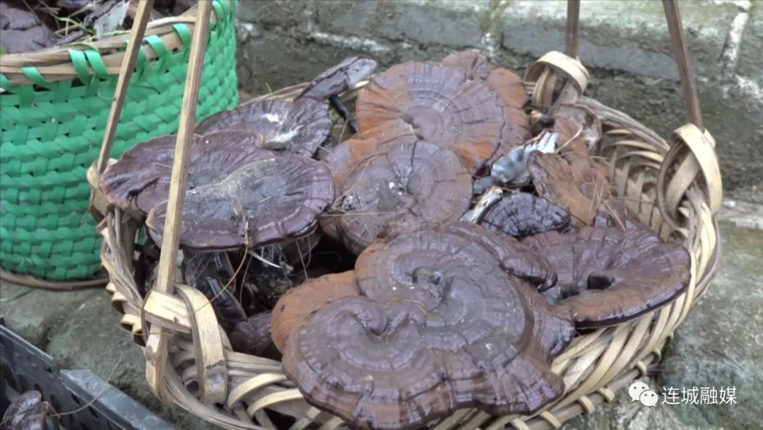 连城：仿野生灵芝喜获丰收 生态农业富民显成效