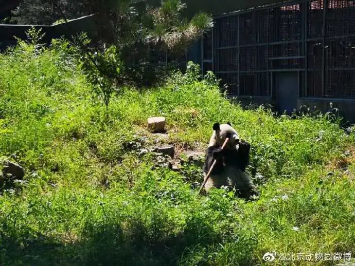 主打置顶|北京动物园“大地叔叔”去世近一个月后，死因公布！网友深情追忆