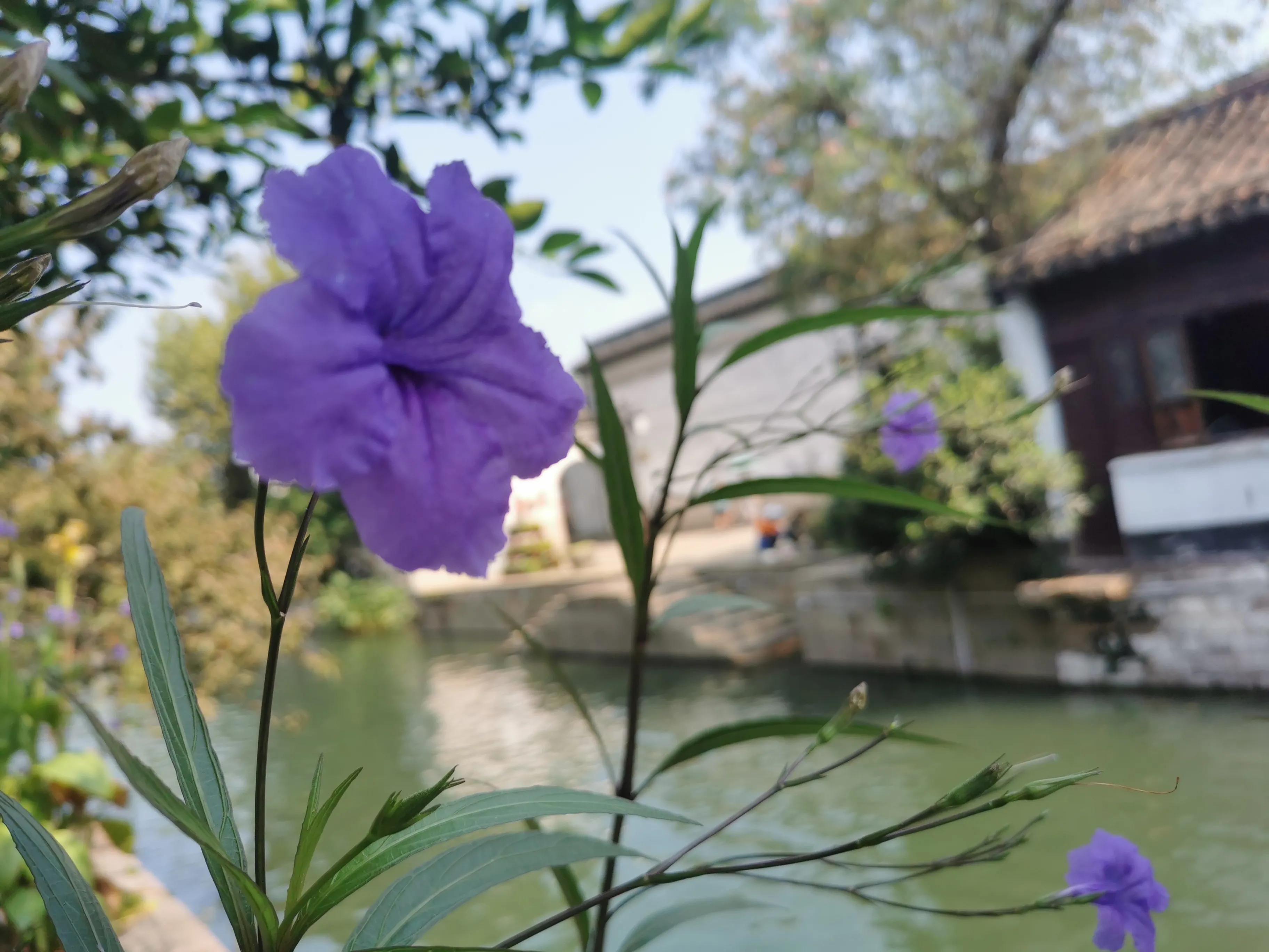 看花開無語 三哥隨筆slde Mdeditor