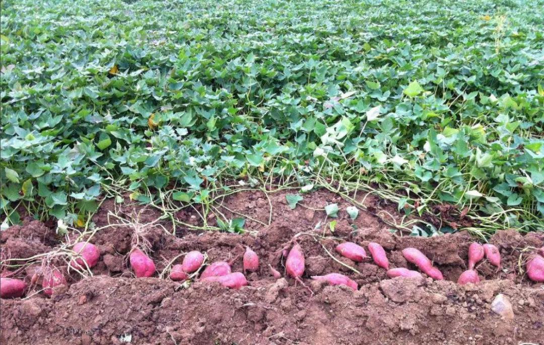 种植红薯到底需不需要施肥？