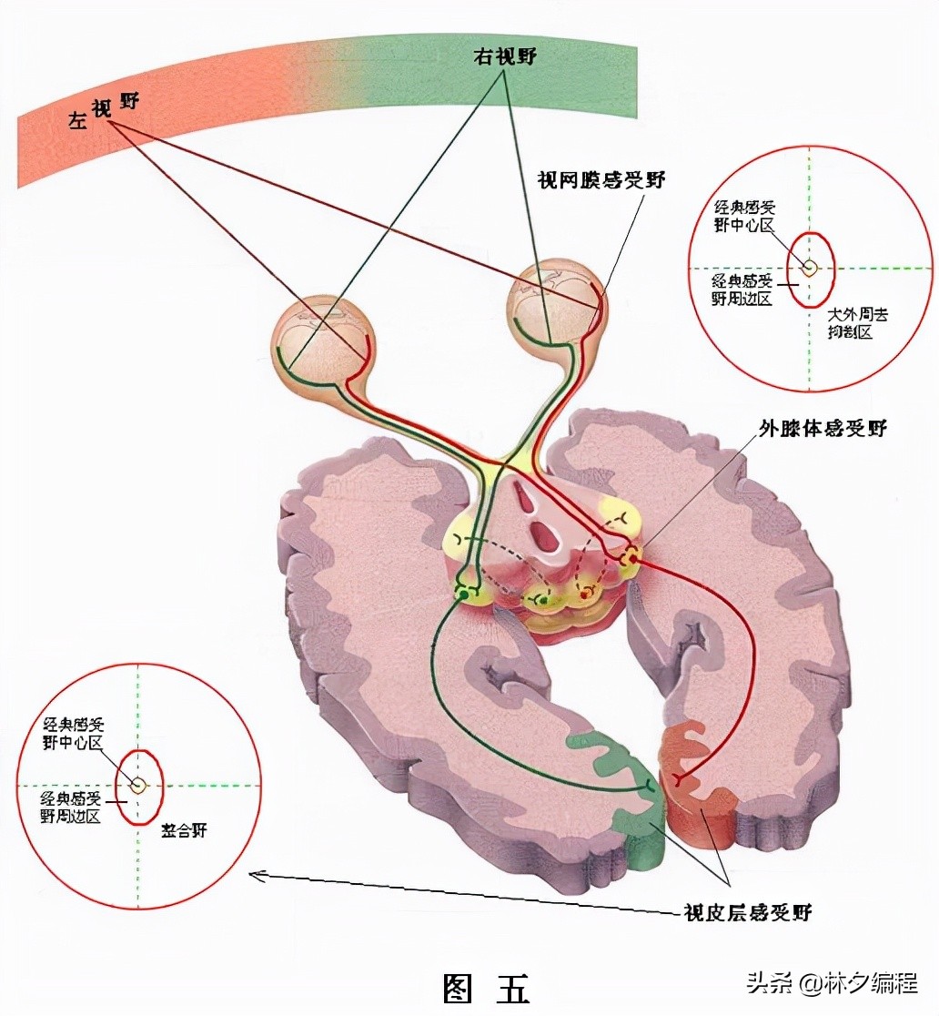 "Artificial IntelligenceDeep Learning30" CNN Receptive Field, Feature Extraction and Range