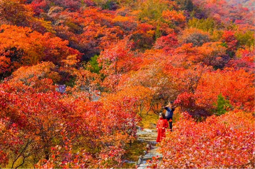 Simagou, Yaowang Valley, admire thousands of mu of red leaves, see the most beautiful autumn scenery, and keep the most beautiful autumn